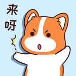 柯基小甜甜          