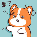 柯基小甜甜          