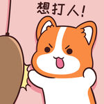 柯基小甜甜          