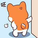 柯基小甜甜          