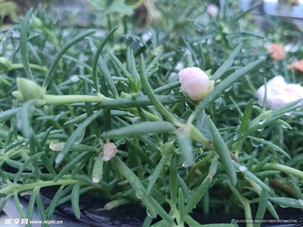 雨后太阳花