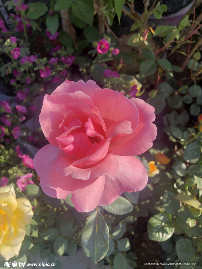 花