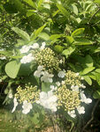 扬州市花琼花