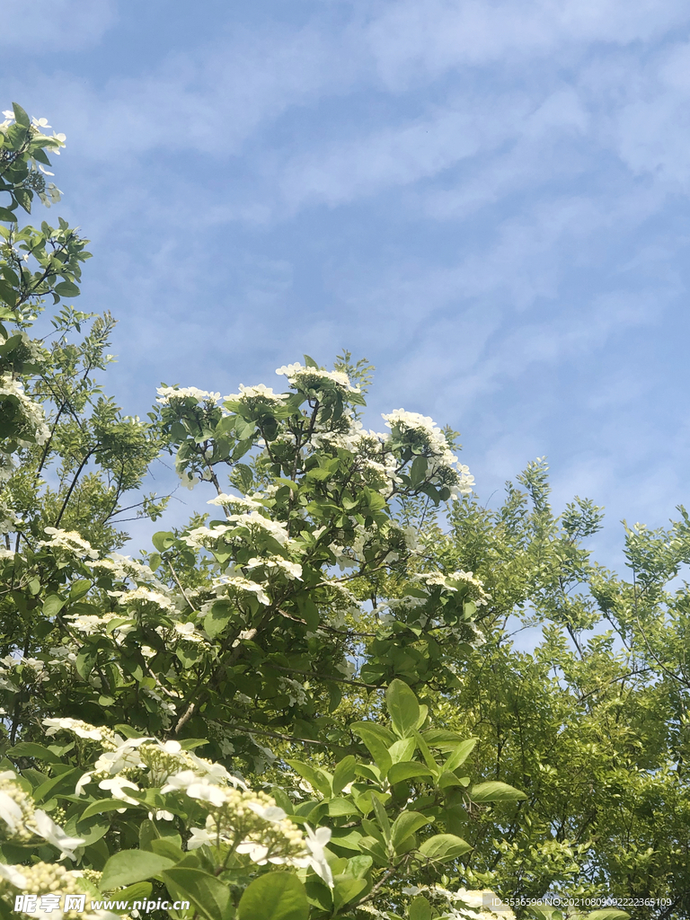 琼花