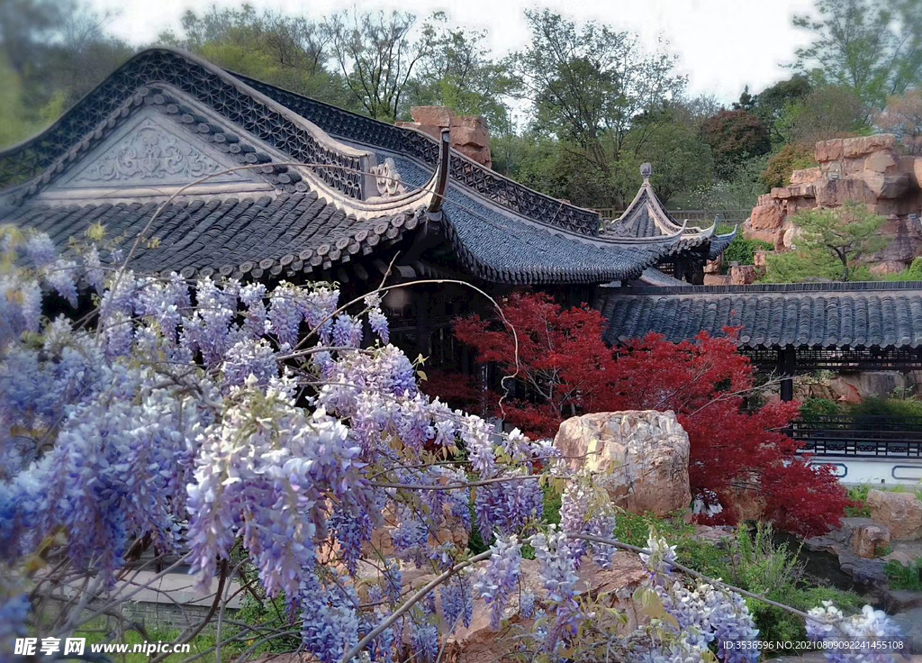 紫藤风景