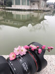 桃花正艳红