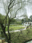 杨柳