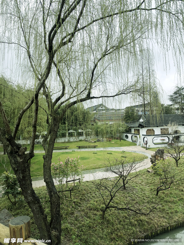 杨柳