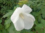 芙蓉葵