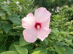 芙蓉葵