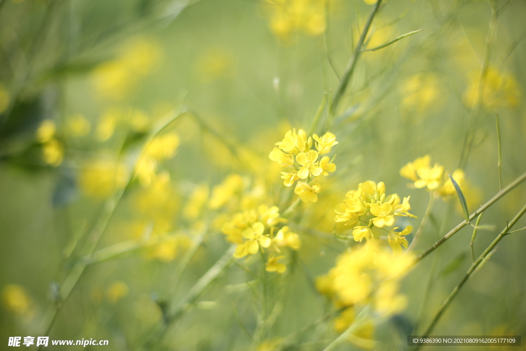 油菜花