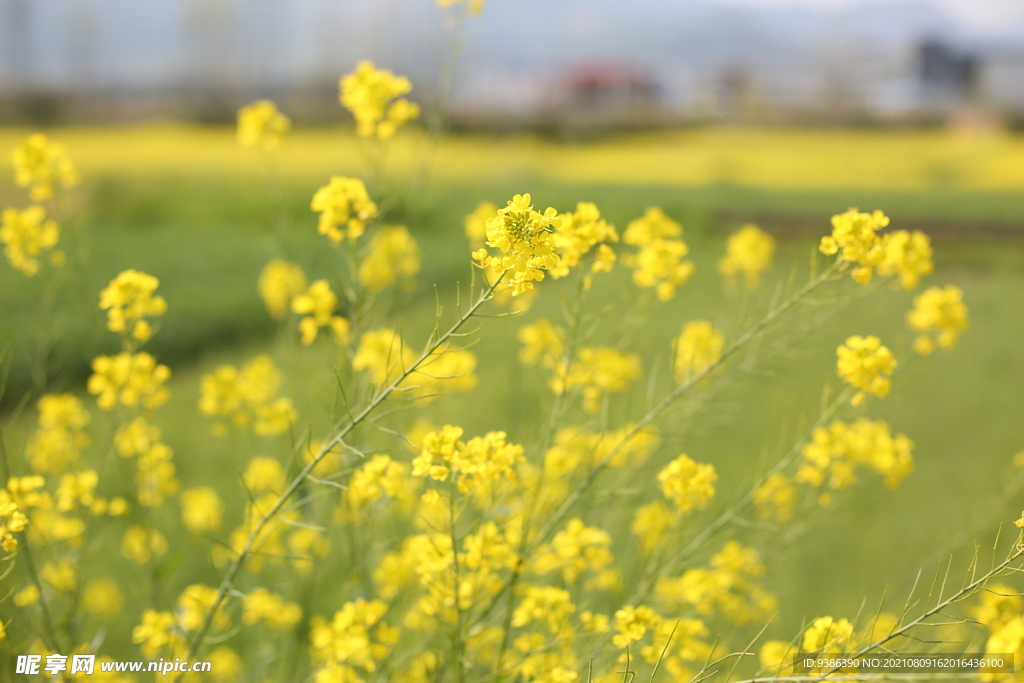 油菜花