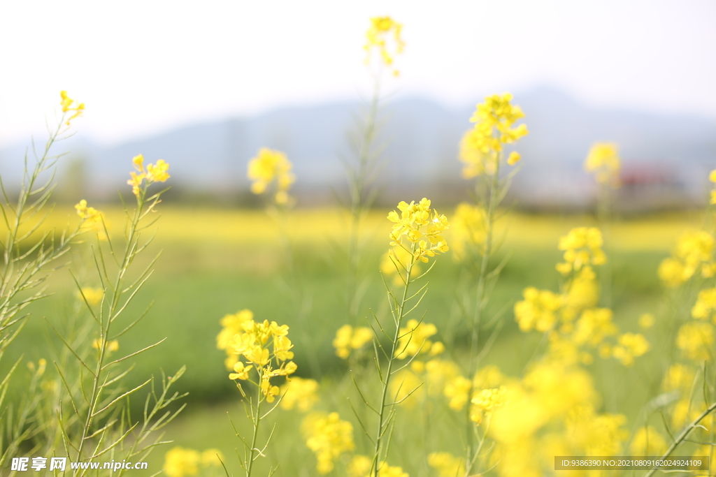 油菜花 