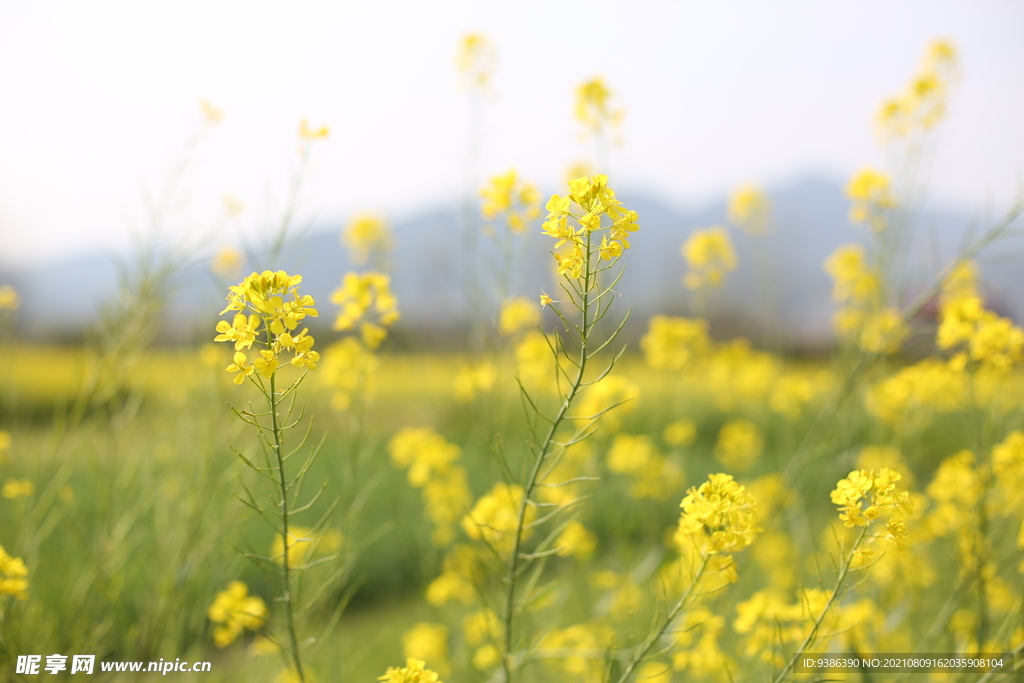 油菜花 