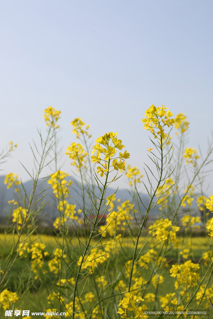 油菜花