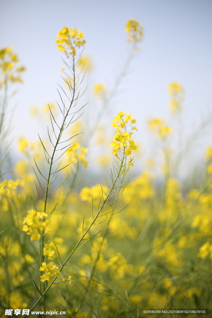 油菜花 