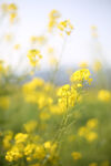 油菜花