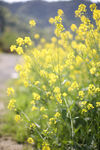 油菜花 