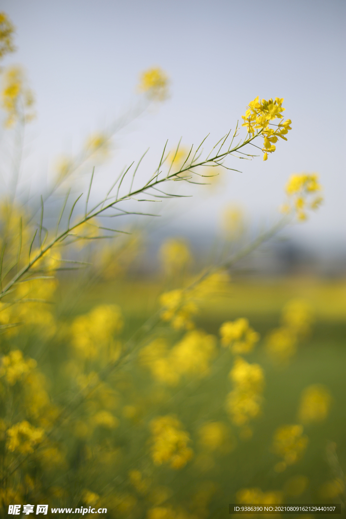 油菜花 