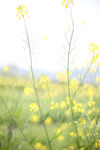 油菜花 