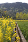 油菜花