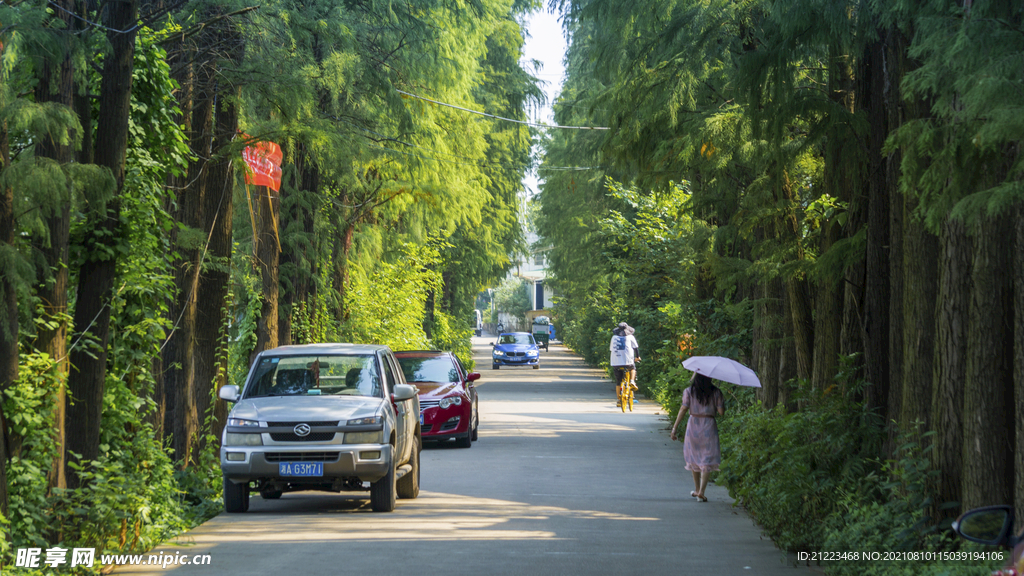 荷塘小道