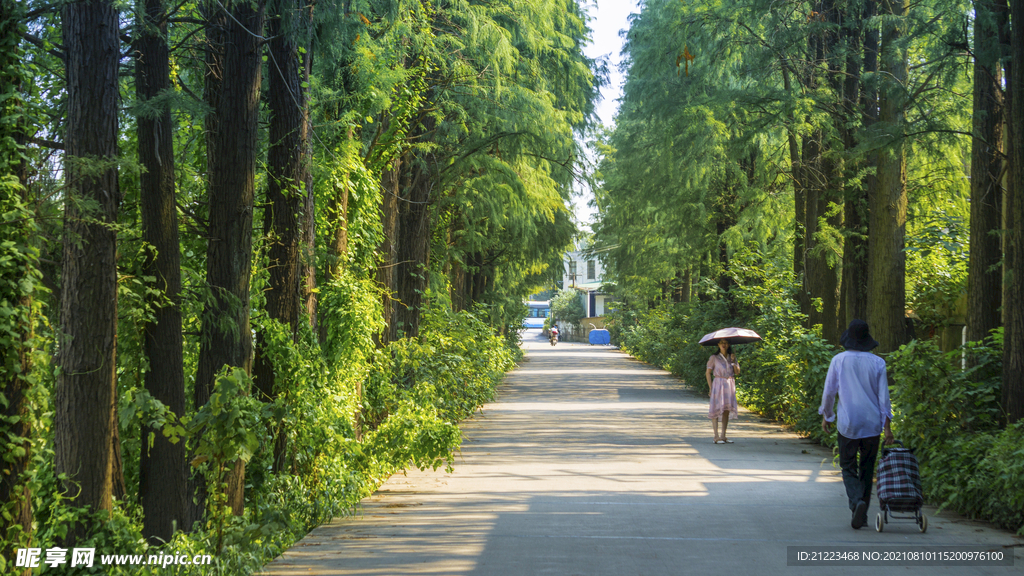 荷池之路