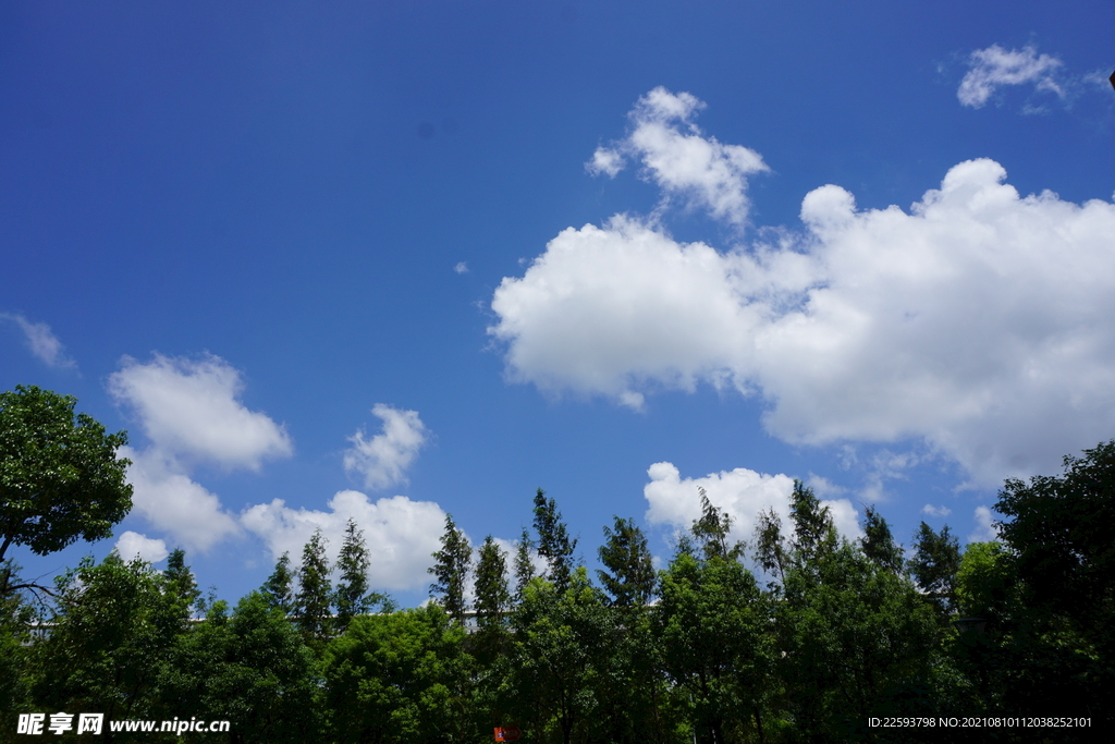 森林与天空