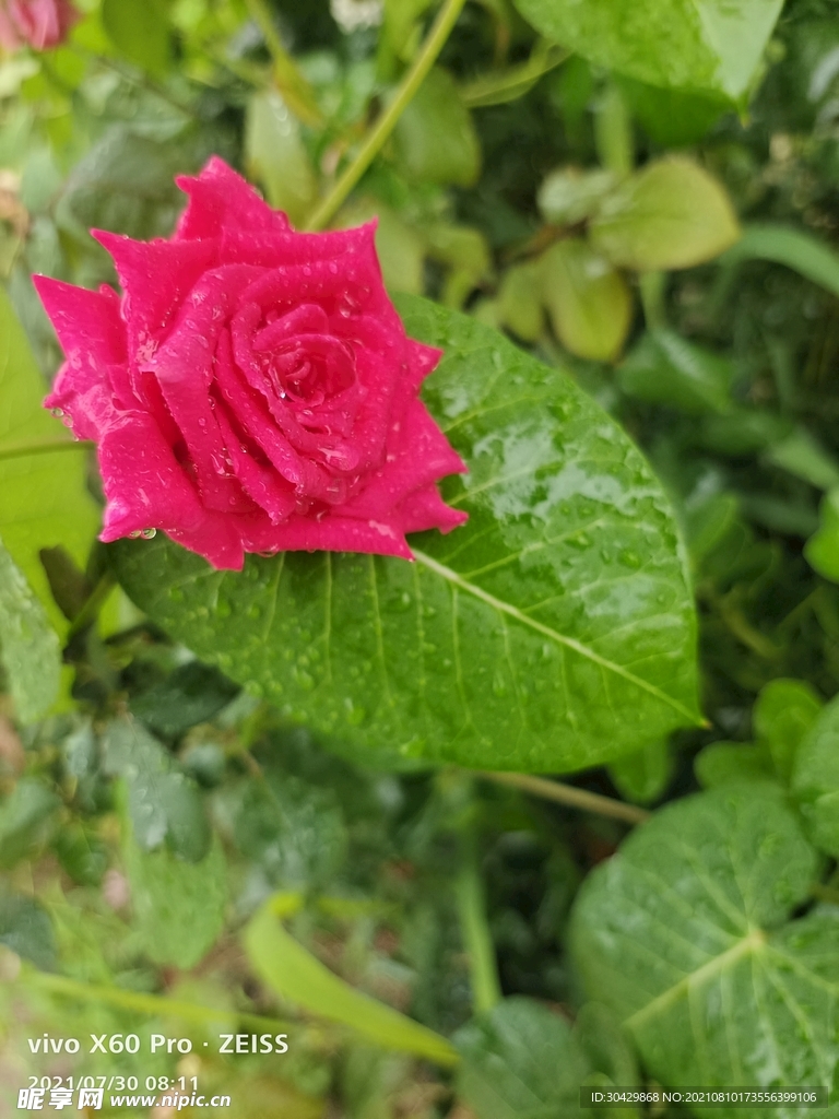 玫瑰 花朵