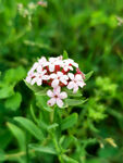 小花