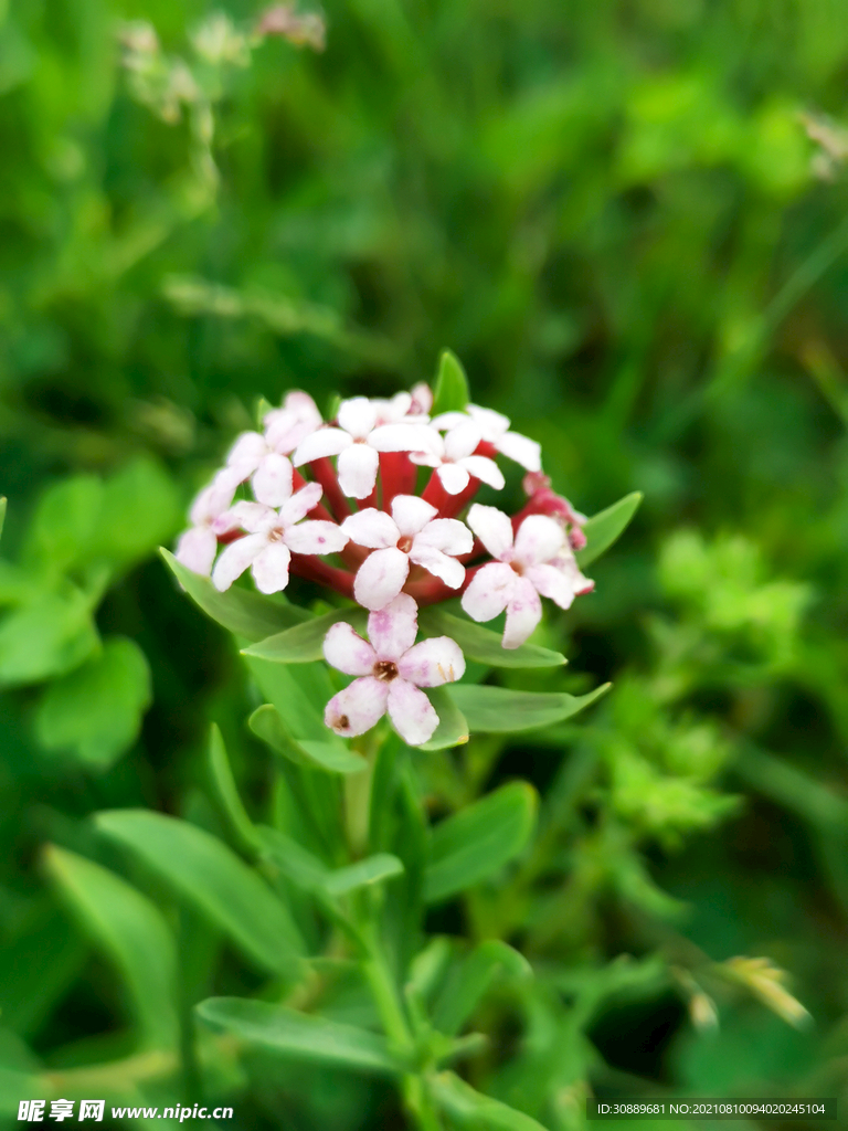 小花
