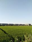 田野