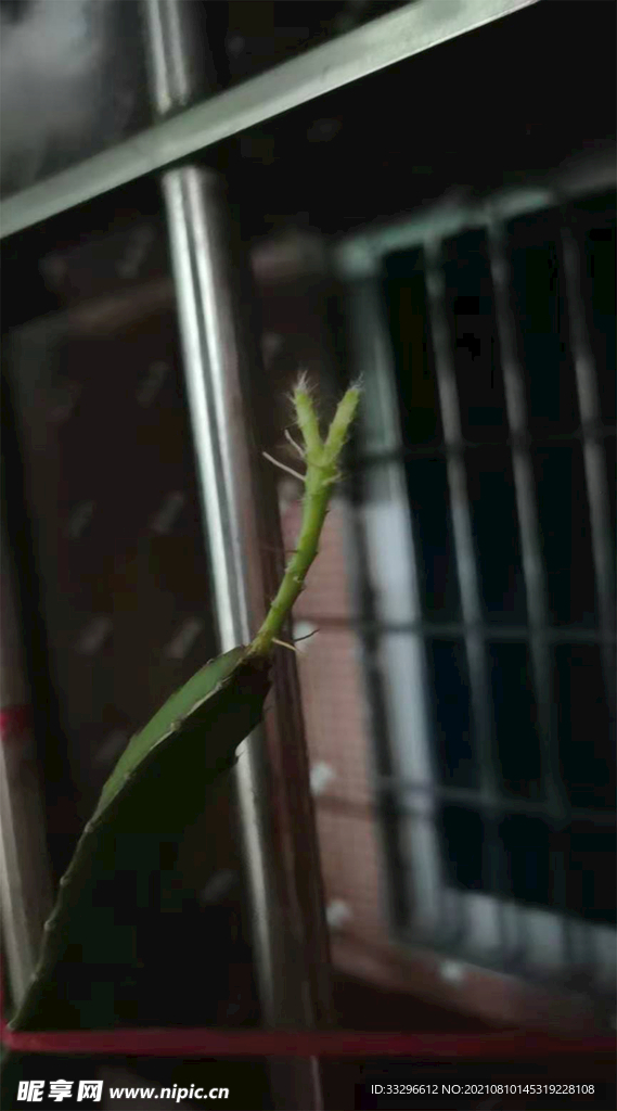 仙人掌