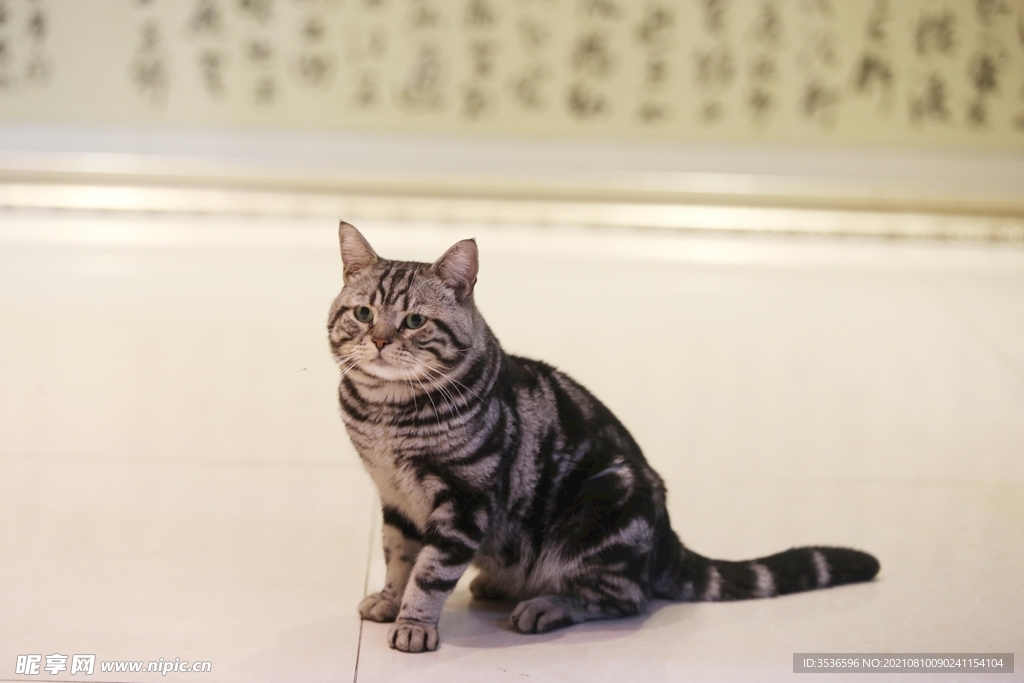 猫