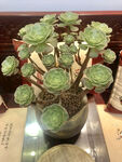 法师手捧花 