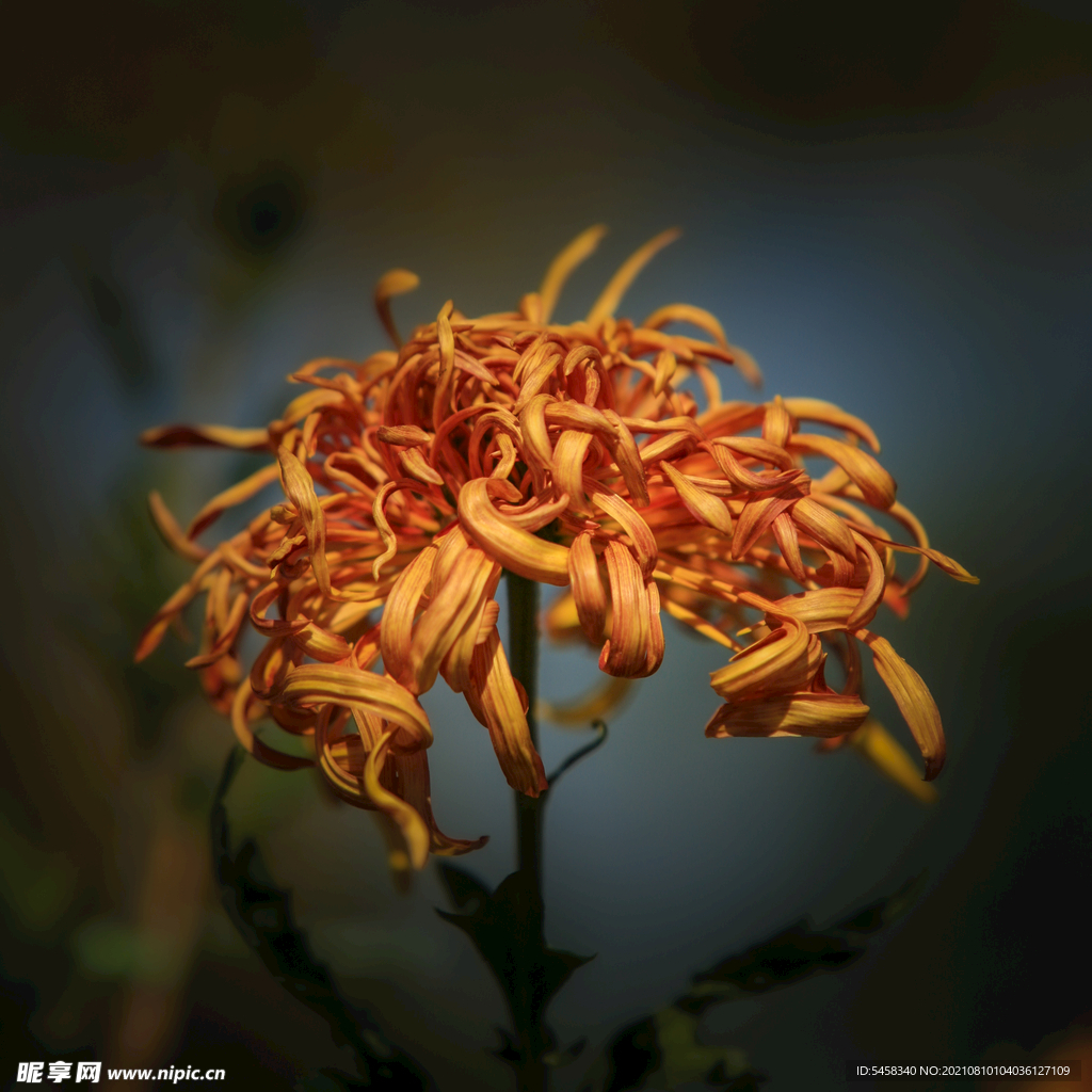 菊花