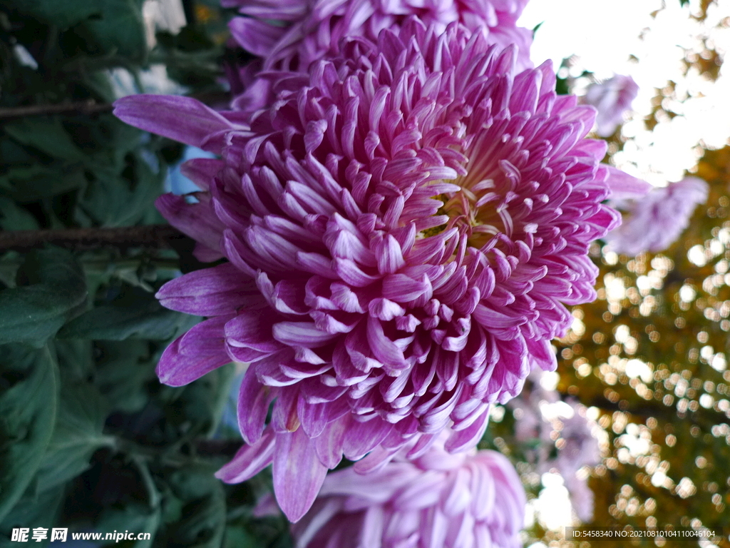 菊花