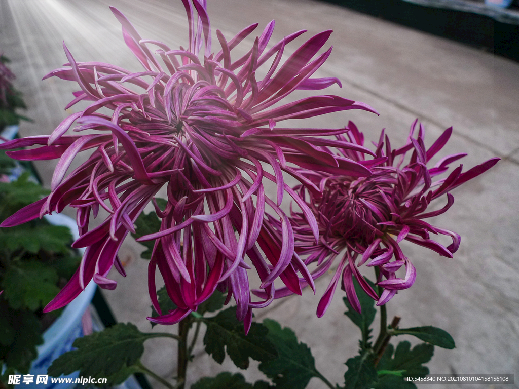 菊花