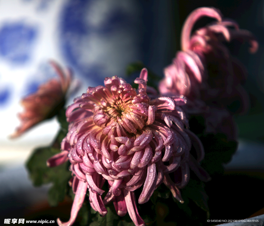 菊花