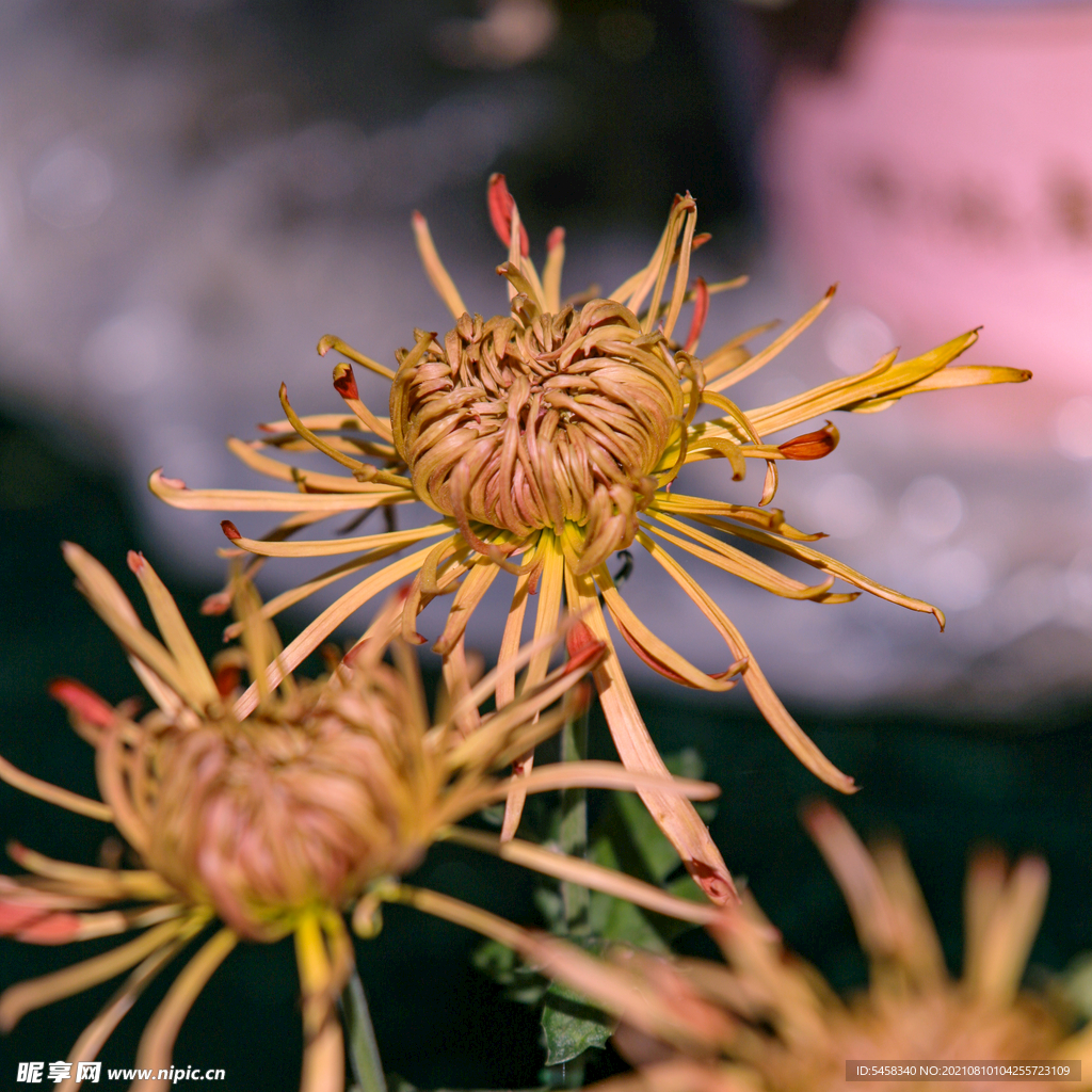 菊花