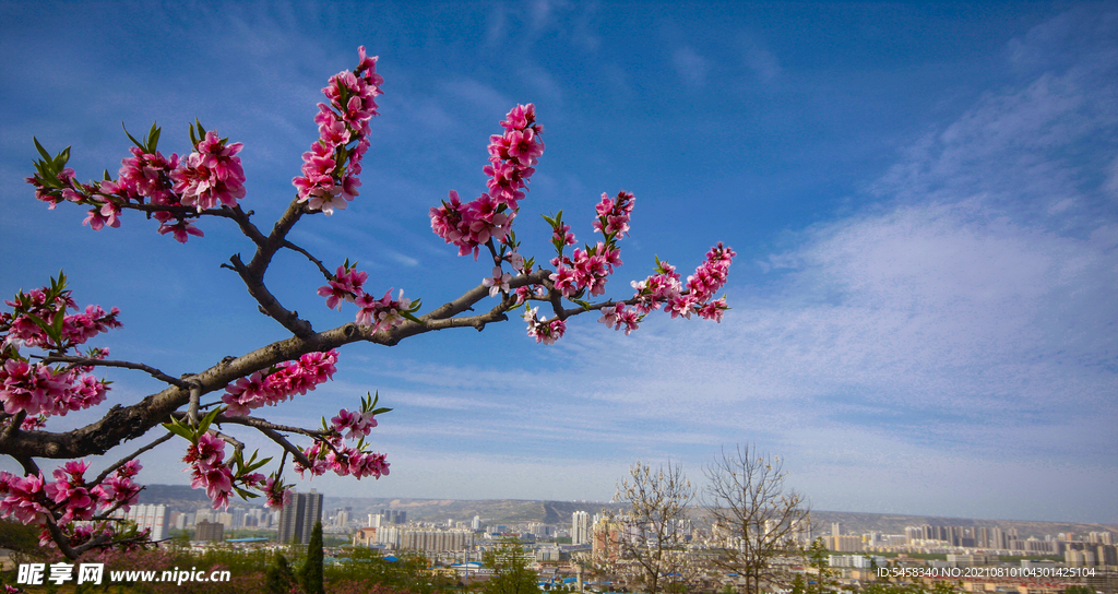 桃花