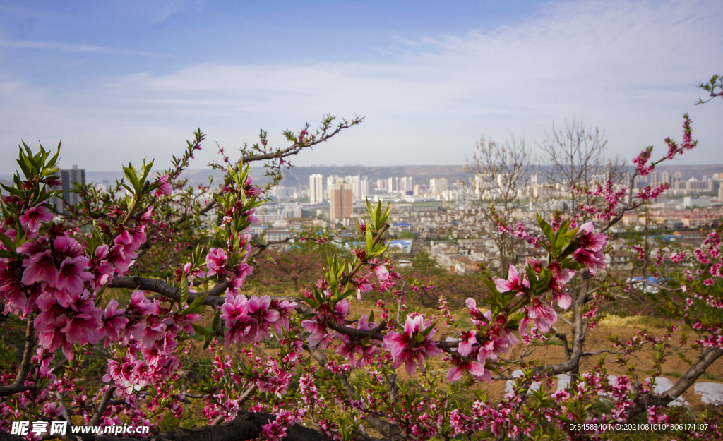 桃花