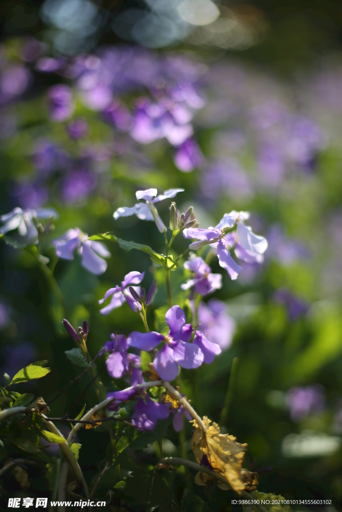 花