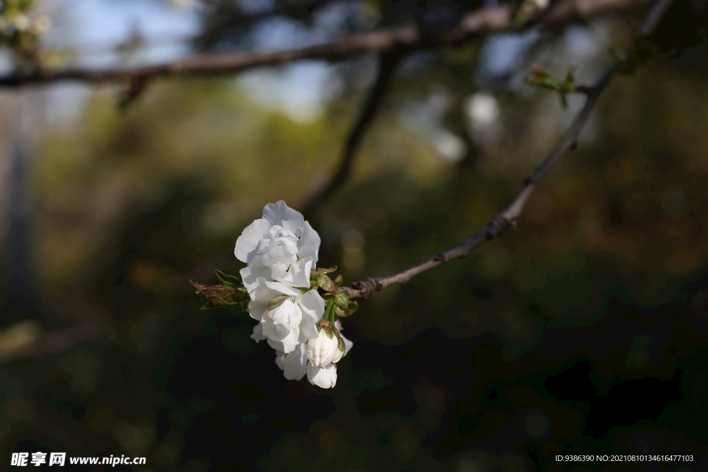 花