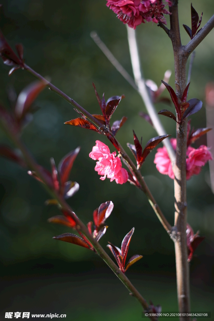 花