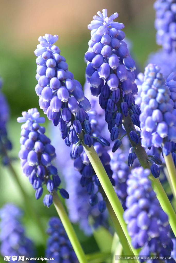 风信子鲜花