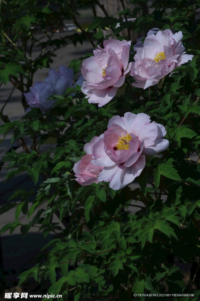 牡丹花