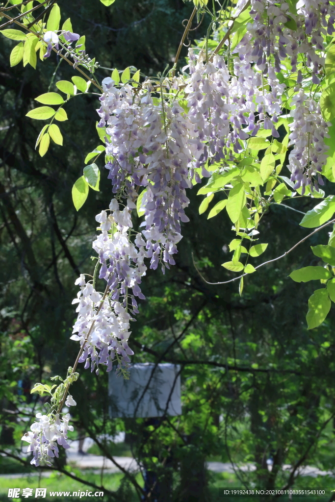 紫藤花