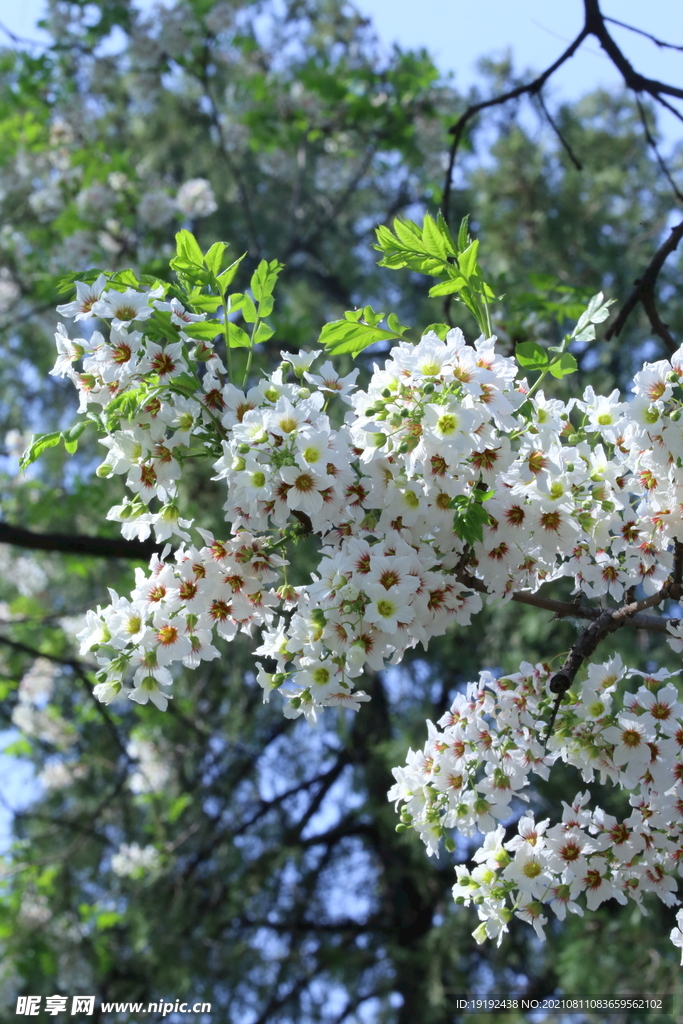 文冠果花 