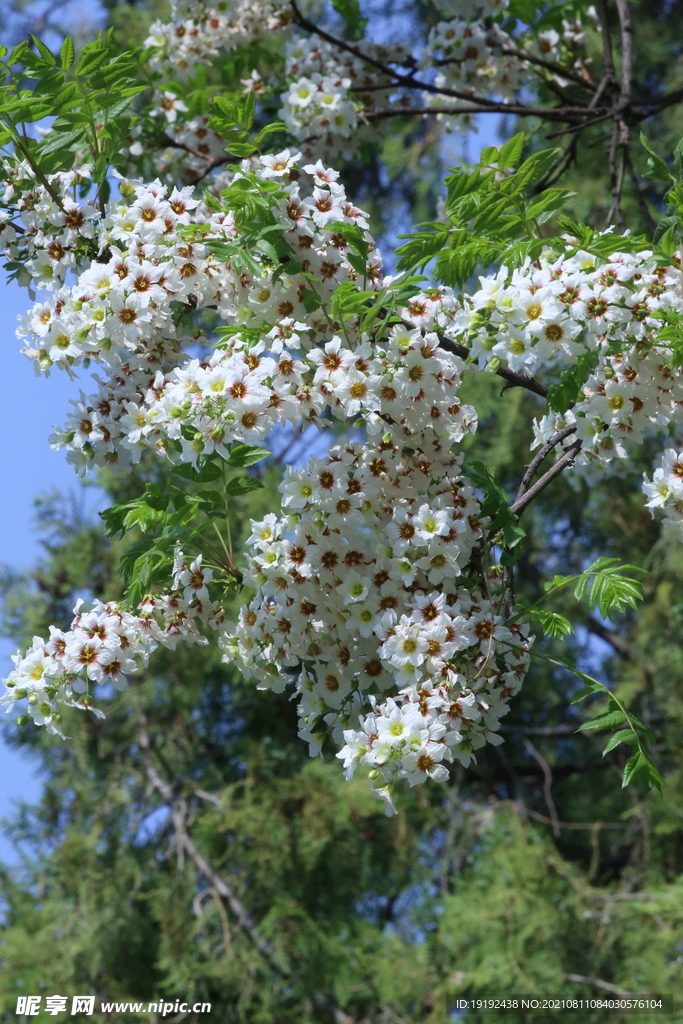 文冠果花